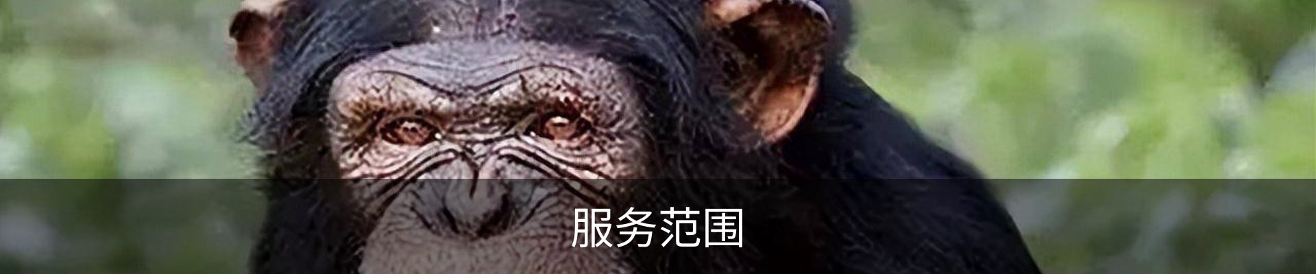 服务范围